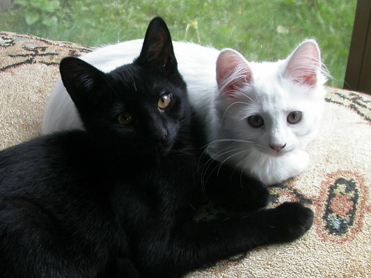 Alert Kittens by Josh Poulson Alert Kittens by Josh Poulson