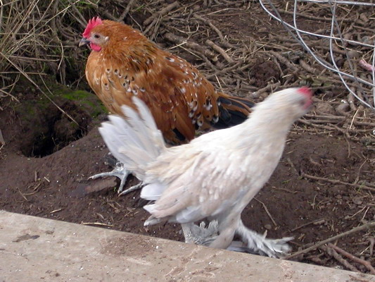 allgrownupchicks3.jpg