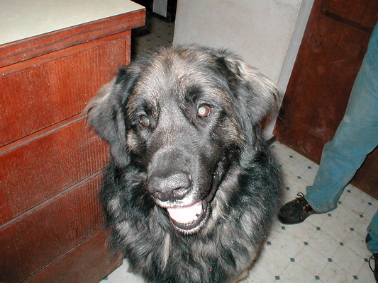 Angus Leonberger Angus Leonberger