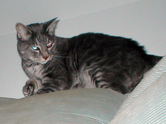 Evil Atticus by Josh Poulson Evil Atticus by Josh Poulson