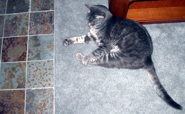 Atticus, by Josh Poulson, 4/15/2005 Atticus, by Josh Poulson, 4/15/2005