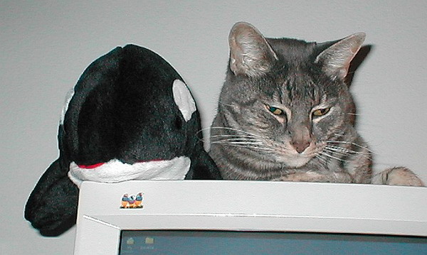 Atticus on my monitor Atticus on my monitor