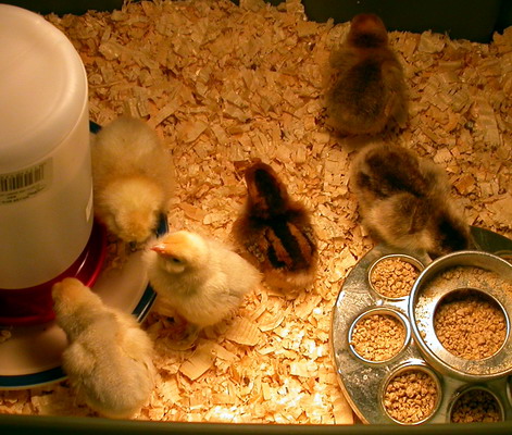 Our new baby chicks Our new baby chicks