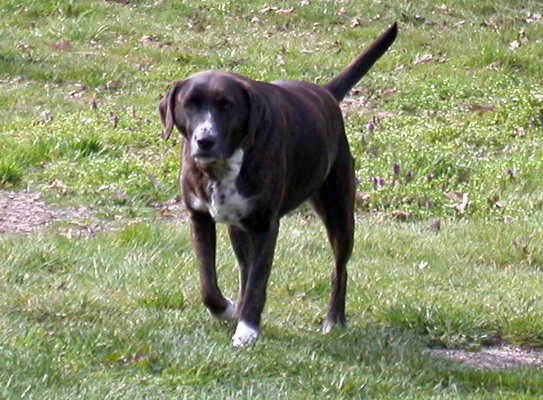 Bingo in the Back Yard by Misty Poulson Bimgo in the Back Yard by Misty Poulson