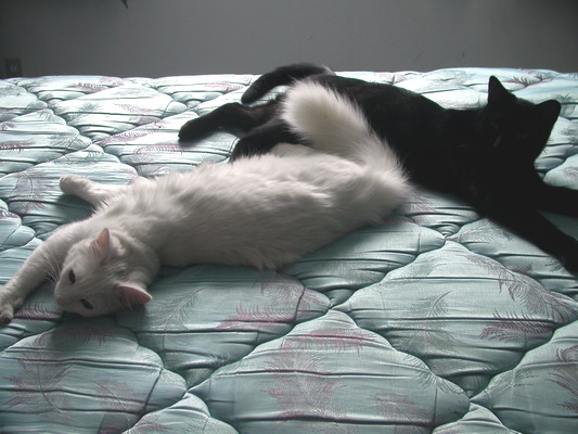 Bored Kitties by Josh Poulson Bored Kitties by Josh Poulson