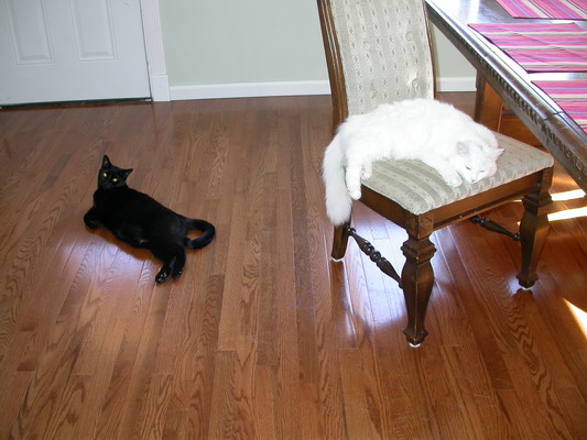 Cats and Hardwood by Josh Poulson Cats and Hardwood by Josh Poulson