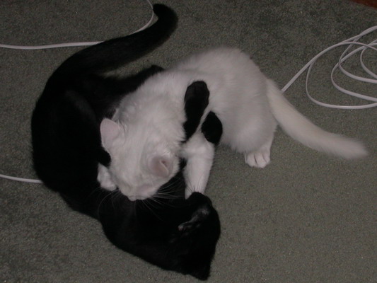 Fighting Kittens by Josh Poulson Fighting Kittens by Josh Poulson
