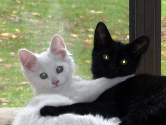 Hugging Kittens by Misty Poulson Hugging Kittens by Misty Poulson
