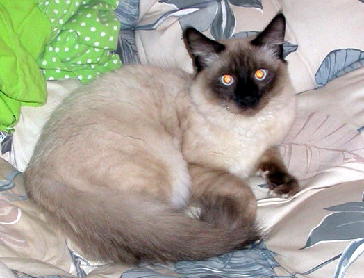 Katherine's Cat by Josh Poulson Katherine's Cat by Josh Poulson