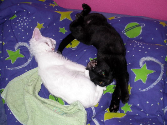 Kittens with 'Bed Head' by Josh Poulson Kittens with 'Bed Head' by Josh Poulson