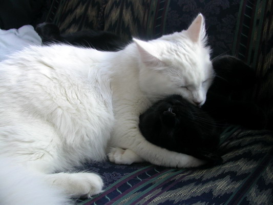 Loving Cats by Josh Poulson Loving Cats by Josh Poulson