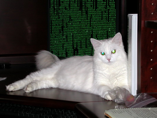 Snowball and the Matrix by Josh Poulson Snowball and the Matrix by Josh Poulson