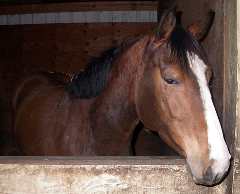 The Horal's Horse, by Josh Poulson, 4/8/2005 The Horal's Horse, by Josh Poulson, 4/8/2005