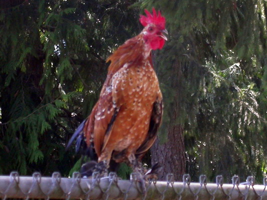 Orange Rooster by Josh Poulson Orange Rooster by Josh Poulson