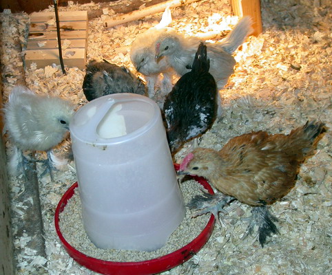 Baby Chicks, by Josh Poulson, 4/8/2005 Baby Chicks, by Josh Poulson, 4/8/2005