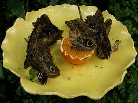 Butterfly Feeding Time by Josh Poulson Butterfly Feeding Time by Josh Poulson