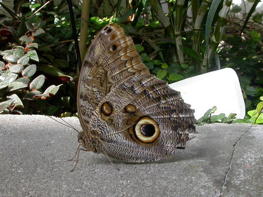 Butterfly by Josh Poulson Butterfly by Josh Poulson