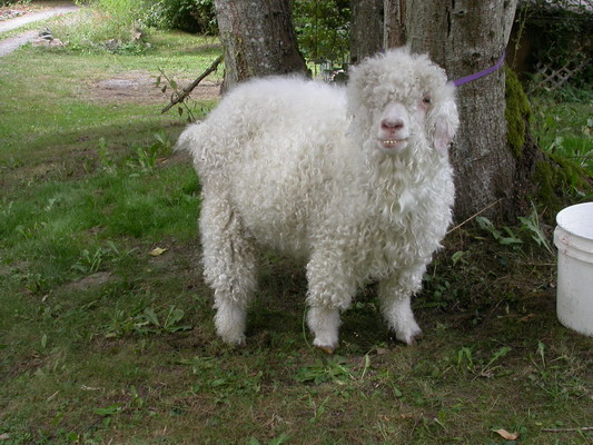 ring-bearer.jpg
