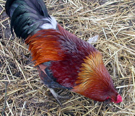 Rooster, by Josh Poulson, 4/8/2005 Rooster, by Josh Poulson, 4/8/2005
