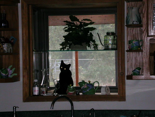 Shadow in the Window by Josh Poulson Shadow in the Window by Josh Poulson