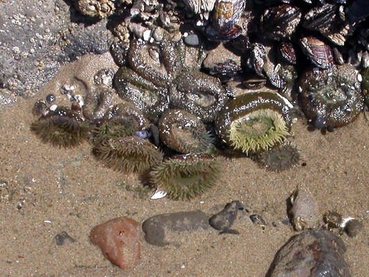 Low Tide Anemones by Josh Poulson Low Tide Anemones by Josh Poulson