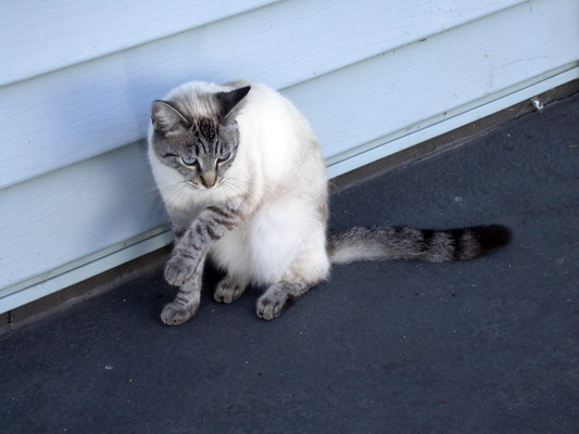 Shore Cat by Josh Poulson Shore Cat by Josh Poulson