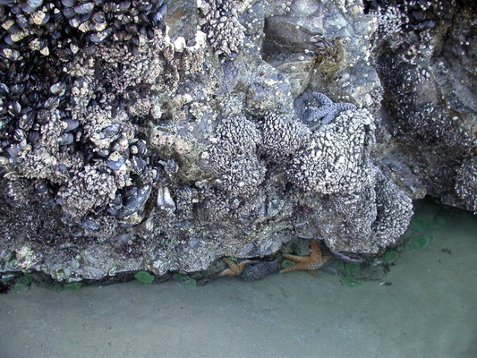 Starfish at Low Tide by Josh Poulson Starfish at Low Tide by Josh Poulson