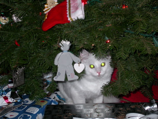 Snowball 2 in the Tree by Misty Poulson