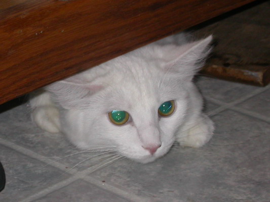Snowball Under Hutch by Josh Poulson Snowball Under Hutch by Josh Poulson