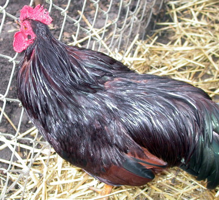 Young Rooster, by Josh Poulson, 4/8/2005 Young Rooster, by Josh Poulson, 4/8/2005