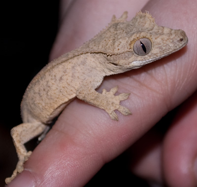 crested-gecko.jpg