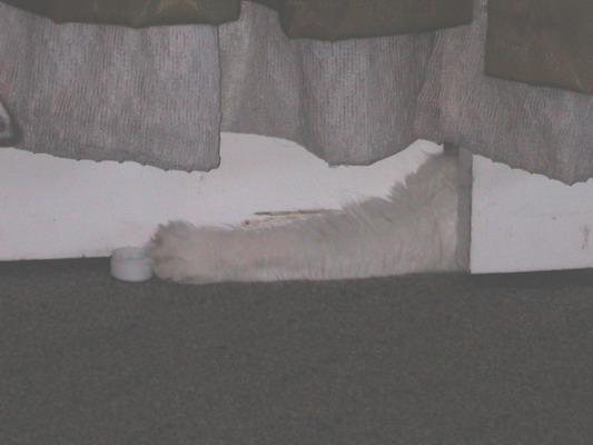 long-arm-of-snowball.jpg