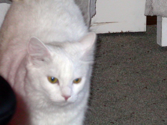 satisfied-snowball.jpg