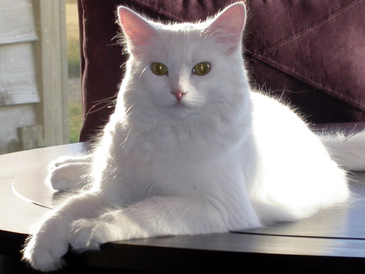 Snowball Portrait on Table by Josh Poulson